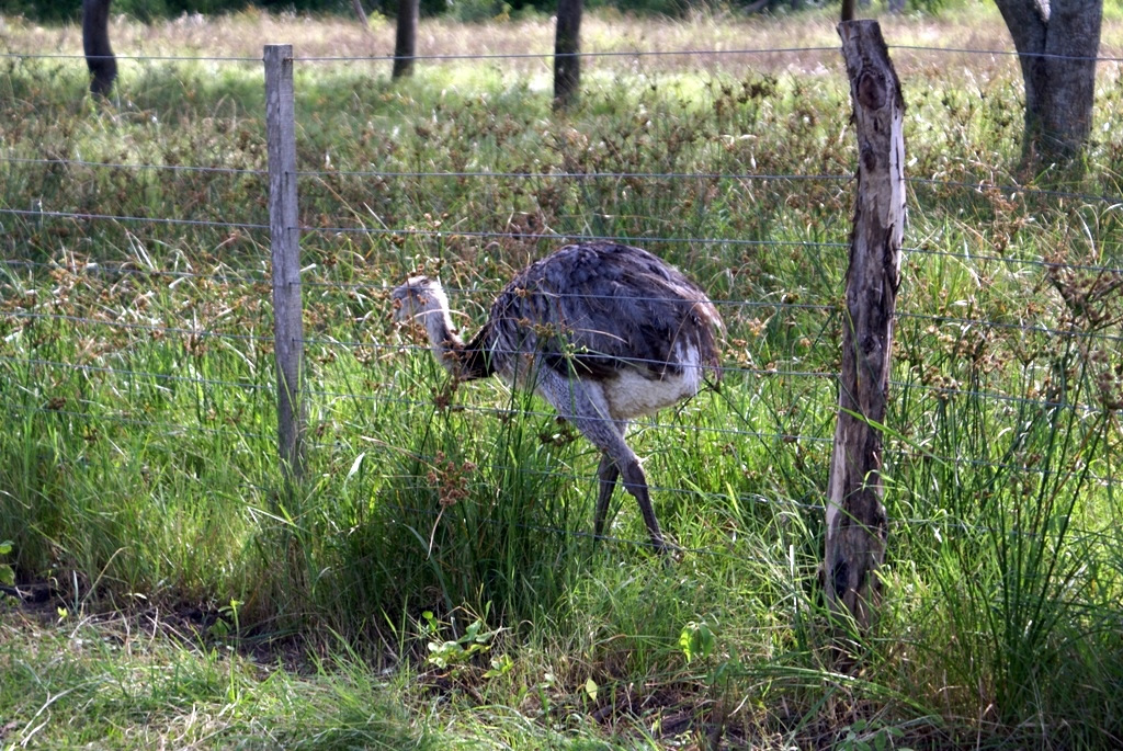 Fauna